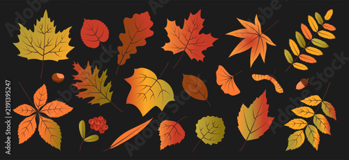 Set of gradient leaves from various trees such as maple, oak, birch, rowan, and ash along with acorns and chestnuts. A collection of vector botanical illustrations. Autumn seasonal illustration.