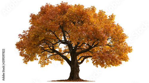 Large deciduous oak tree with vibrant orange and yellow autumn foliage
