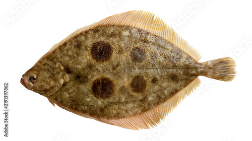 Konstfotografi Fresh whole spotted flounder fish with textured brown skin and fins