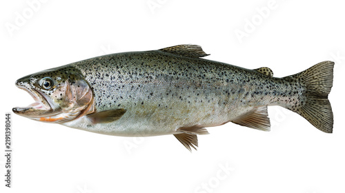 Fresh whole rainbow trout fish with open mouth and spotted silver skin