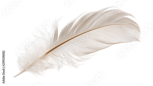 Foto Soft delicate white bird feather with fine barbs and central quill