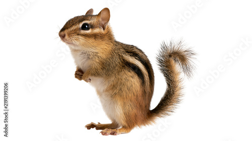 фотографія Small brown chipmunk standing upright with striped fur and bushy tail