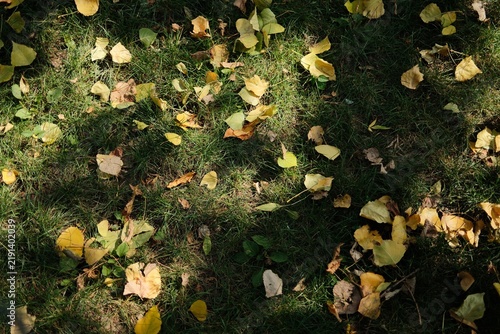 Obraz na plátne Wide autumn ground scene with numerous yellow leaves scattered across a green grassy area, creating a rich natural texture