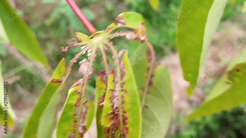 Yellow-green cassava leaf with long lobes and damaged tissue