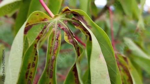Green cassava leaves with yellow-green areas and brown spots
