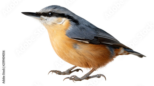 Fotografie Eurasian nuthatch with blue-grey back and orange-buff underparts