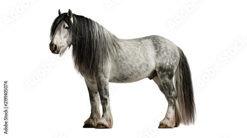 Obraz na płótnie Dapple grey Gypsy Vanner horse with long flowing black mane and feathered hooves