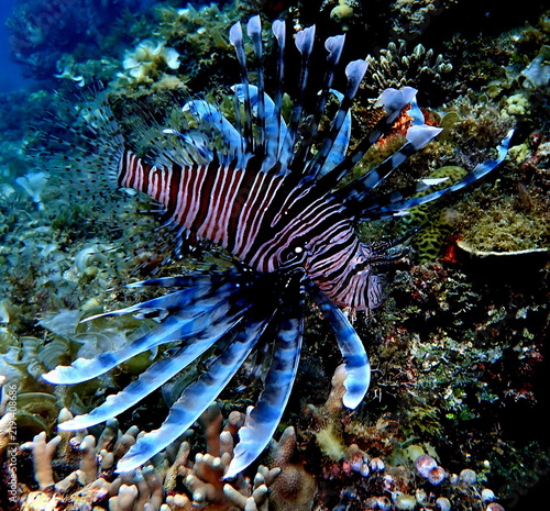 Obraz na plátně Philippines sea life