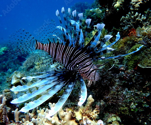 Fotografie Philippines sea life