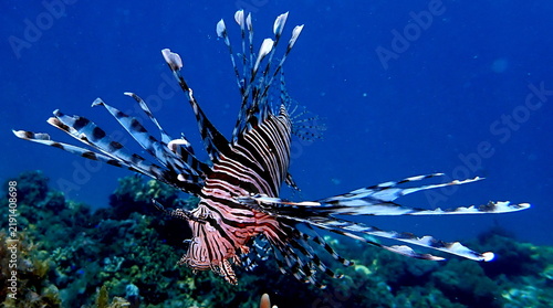 Картината върху платно Philippines sea life