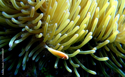Obraz na płótnie Philippines sea life