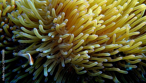 Obraz na płótnie Philippines sea life