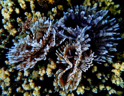 Obraz na płótnie Philippines sea life