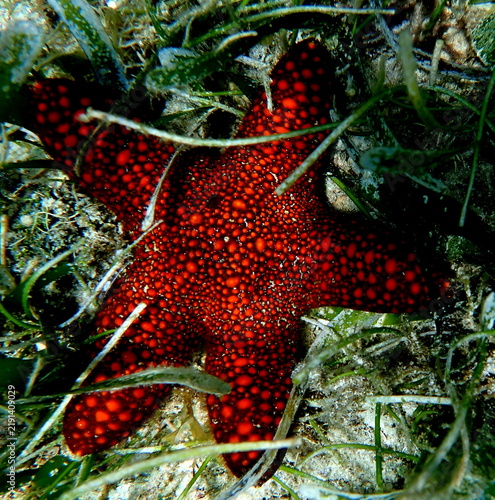 Obraz na płótnie Philippines sea life
