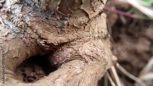 Woody cassava branch with rough cracked bark and irregular surface