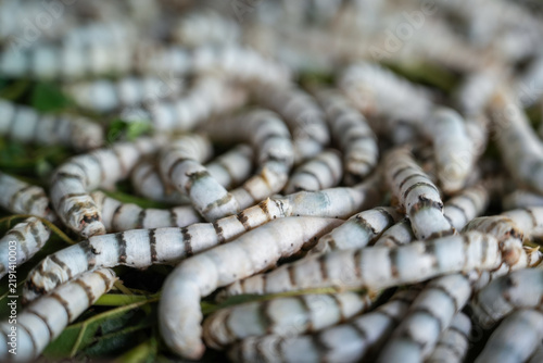 Fotografie The silkworm is the larva or caterpillar of the domestic silkmoth, Bombyx mori