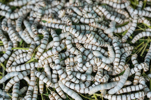 Cuadro en lienzo The silkworm is the larva or caterpillar of the domestic silkmoth, Bombyx mori