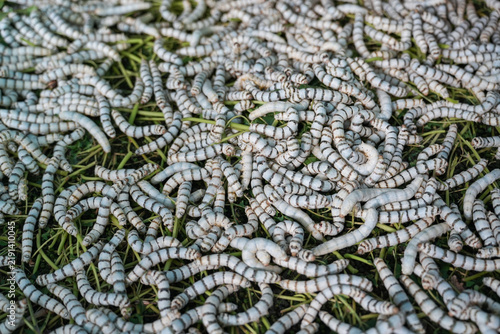 Cuadro en lienzo The silkworm is the larva or caterpillar of the domestic silkmoth, Bombyx mori