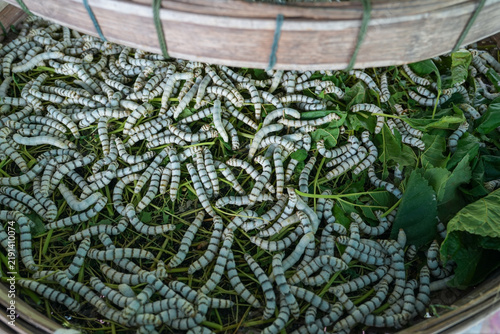 Картината върху платно The silkworm is the larva or caterpillar of the domestic silkmoth, Bombyx mori