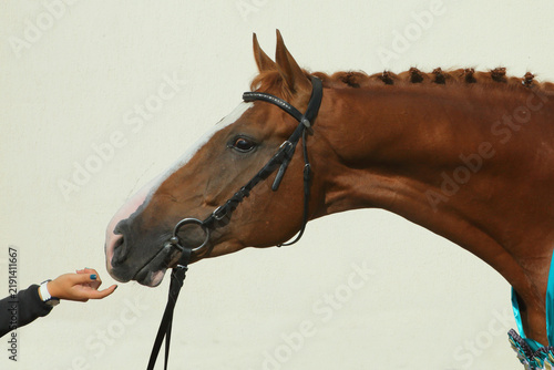 Thoroughbred horse winner against the backdrop of light wall