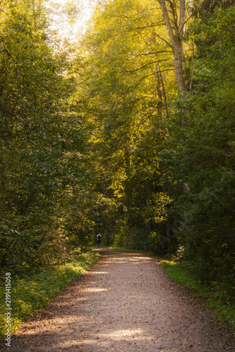 Winding woodland path beneath a lush green canopy, with warm sunlight and natural forest scenery symbolizing adventure and escape.