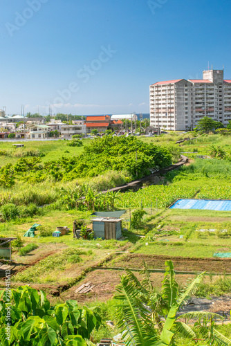 沖縄県宜野湾市大山の田芋畑の風景