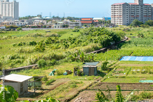 沖縄県宜野湾市大山の田芋畑の風景