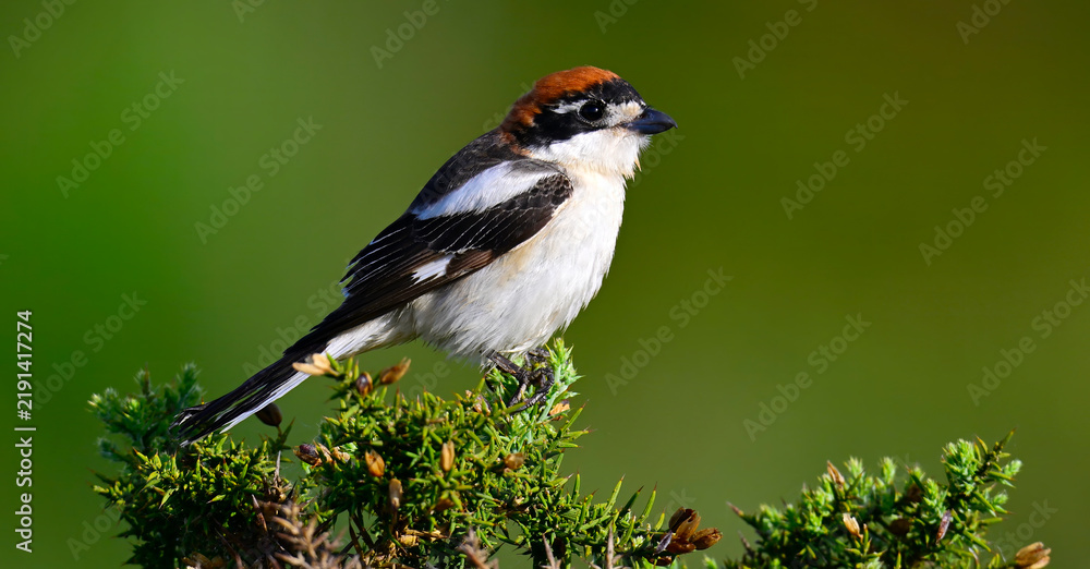 Obraz premium Woodchat shrike // Rotkopfwürger (Lanius senator) - Parque Nacional de Monfragüe, Extremadura, Spain