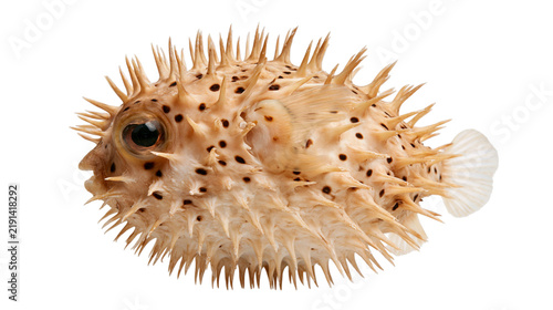 Fotografie Inflated spiky pufferfish with brown spots and sharp spines