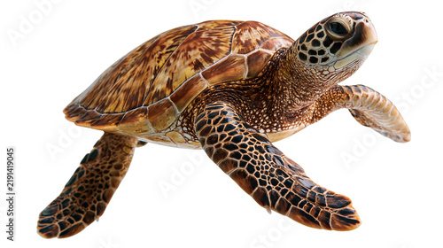 Green sea turtle with patterned brown shell and textured skin swimming