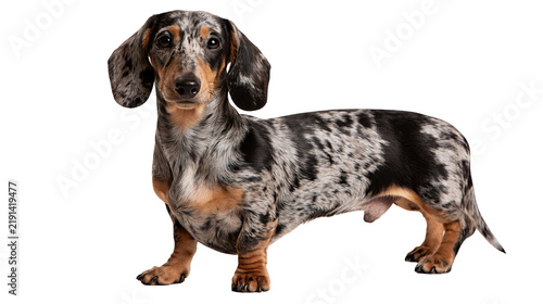 Canvas Print Dapple dachshund dog with spotted grey black and tan fur standing