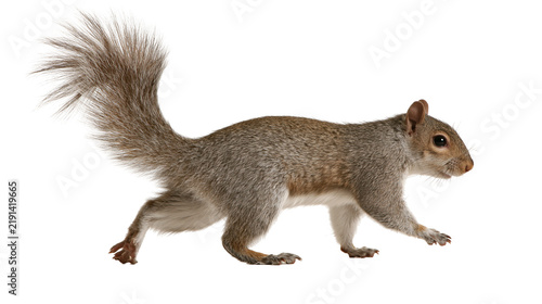 Canvastavla Eastern gray squirrel standing in profile with bushy tail and brown fur