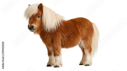 Foto Chestnut miniature horse with long blonde mane and tail standing