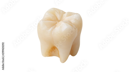 Картината върху платно Human molar tooth with enamel surface and roots