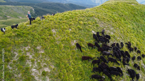 Konstfotografi sheep farming: flock of Massesi sheep grazing in the Apennines