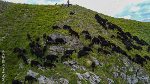Konstfotografi sheep farming: flock of Massesi sheep grazing in the Apennines