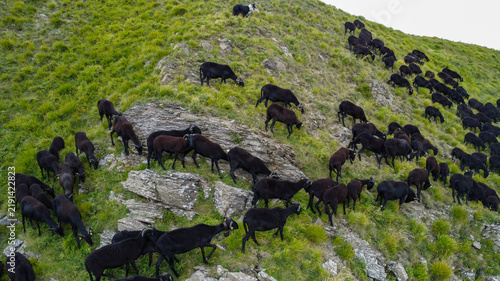 фотографія sheep farming: flock of Massesi sheep grazing in the Apennines
