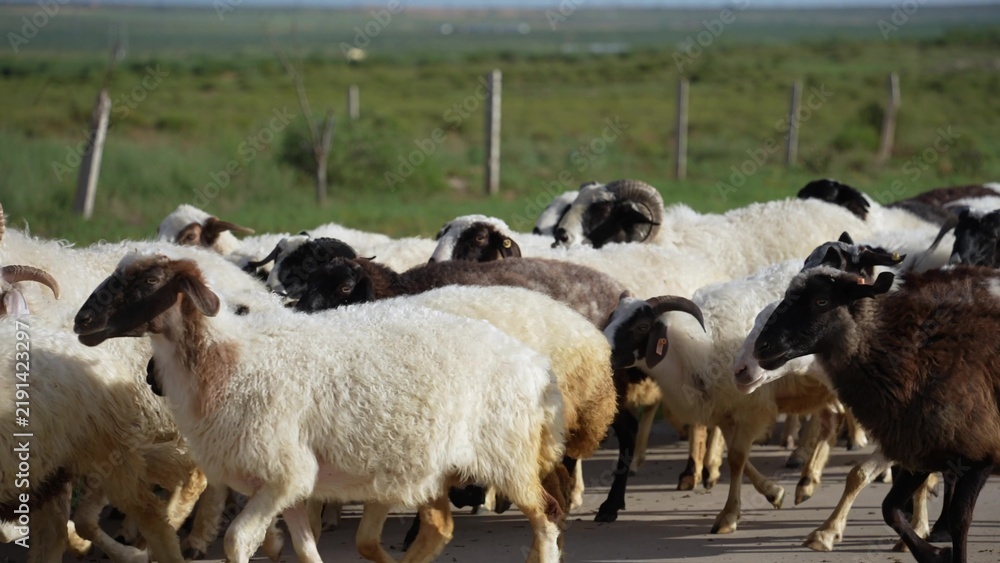 Obraz premium a large flock of white and black sheep running on the grass