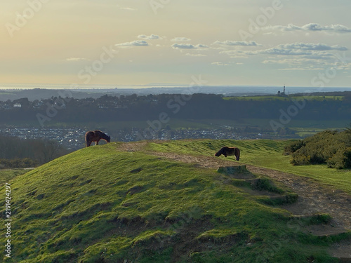 Horses grazing on Cissbury Ring (ancient hill fort) on the South Downs, West Sussex, England