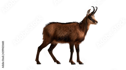 Bild auf Leinwand Adult chamois standing with dark brown fur and curved horns