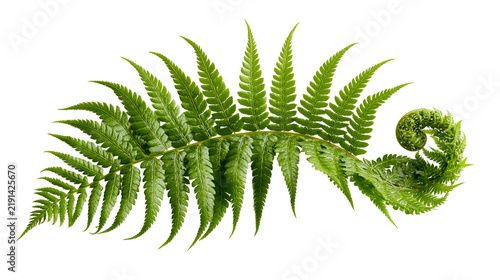 Принти на полотні Fresh green fern frond with a curled fiddlehead tip
