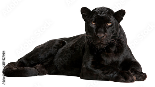 Majestic black panther lying down looking forward with intense yellow eyes