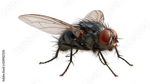 Quadro su tela Detailed macro close-up of a common housefly with red compound eyes and hairy bo