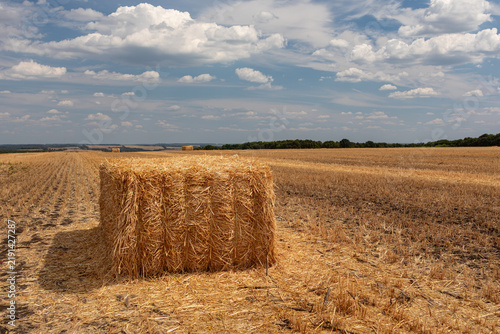 Golden Hay Bales in Harvest Agriculture Field