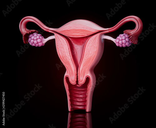 Conceptual 3D illustration of a human uterus and female reproductive anatomy