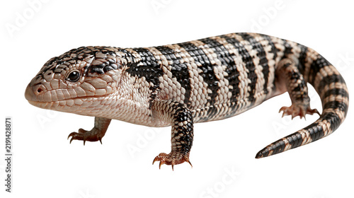 фотографія Eastern blue-tongued lizard with black and white striped scaly skin