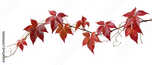 The Red Autumn Leaves Vine Branch On White Background Closeup