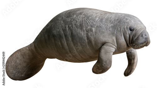 Cuadro en lienzo Large grey West Indian manatee swimming with wrinkled skin and paddle tail