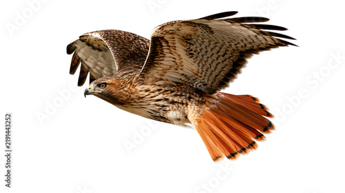 Bild auf Leinwand Red-tailed hawk in flight with wings spread wide showing brown and orange feathe