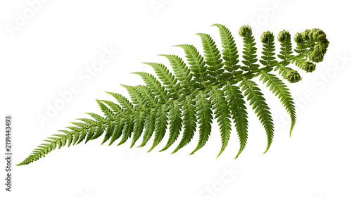 Фотография Fresh green fern frond with curled fiddlehead tip